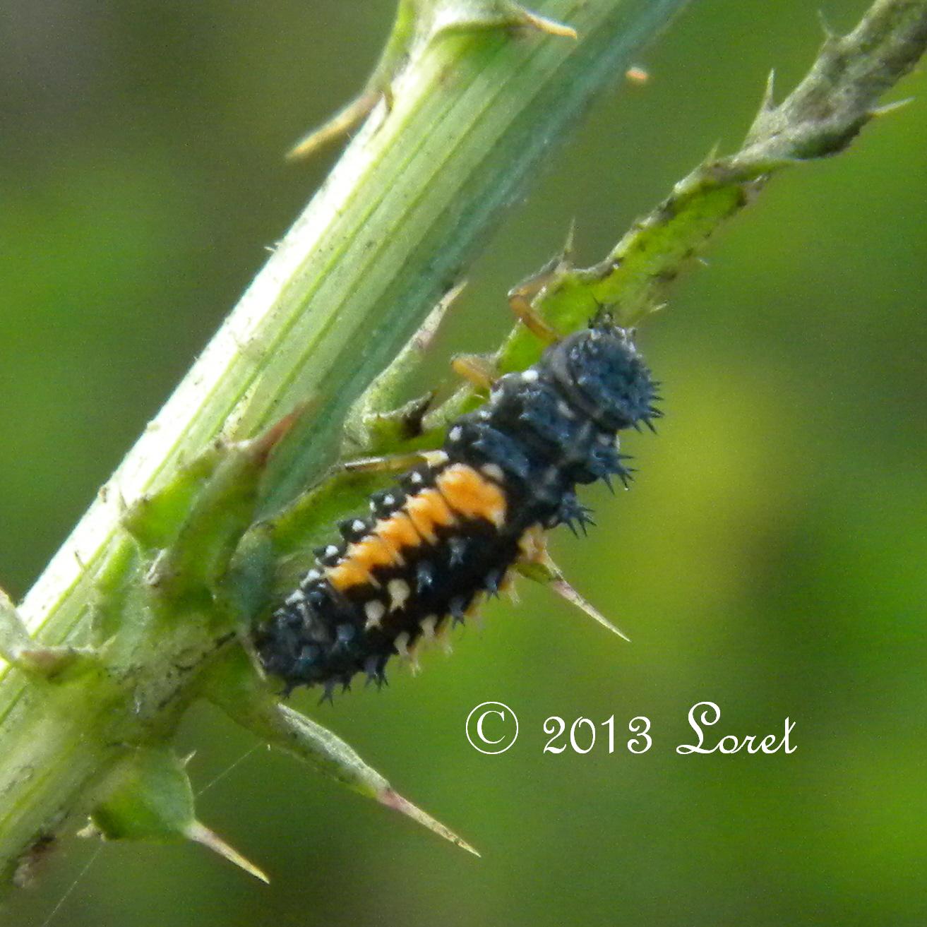 Asian Lady Beetle Larvae 78
