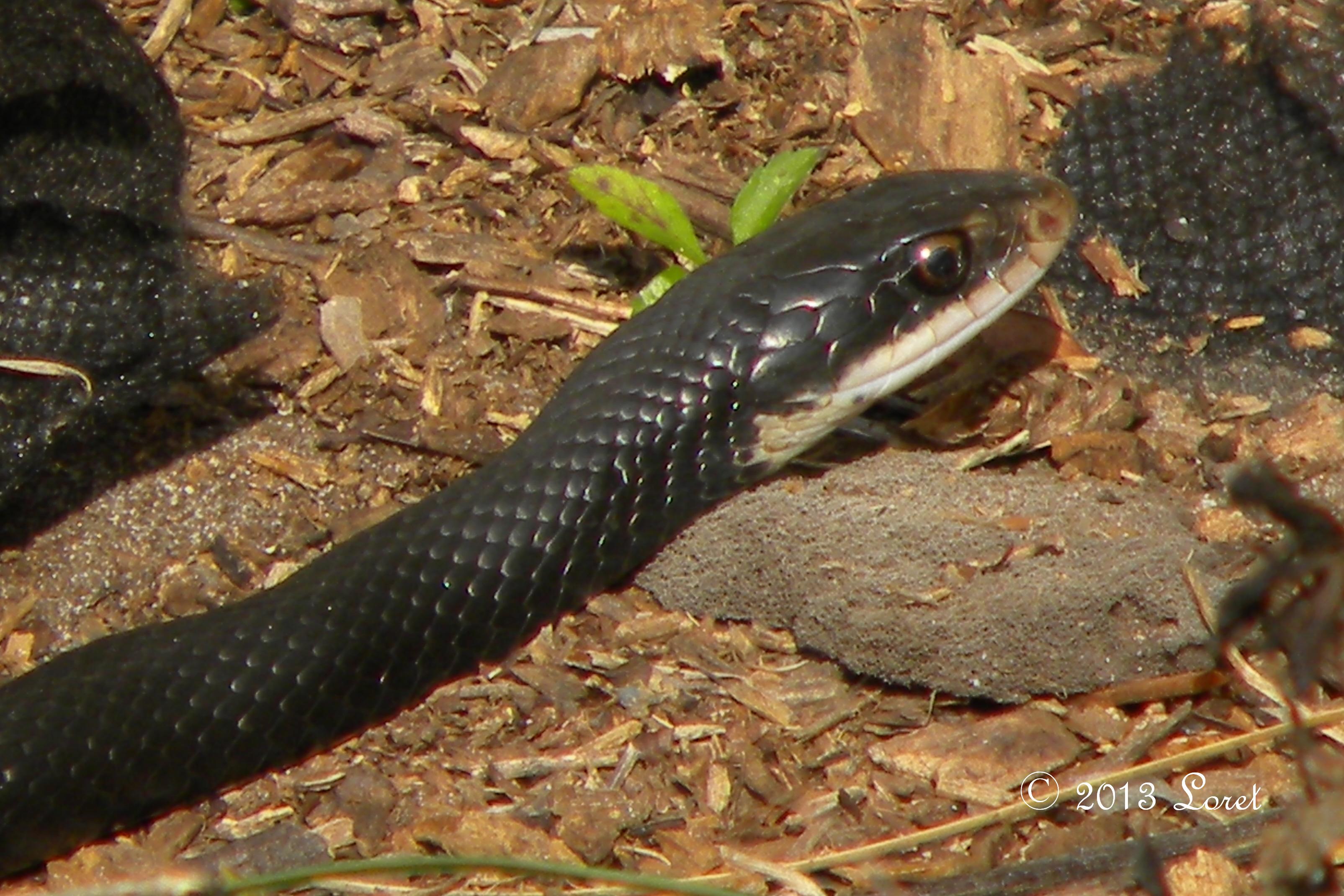 Southern Black Racer Snake Coluber Constrictor Priapus Central