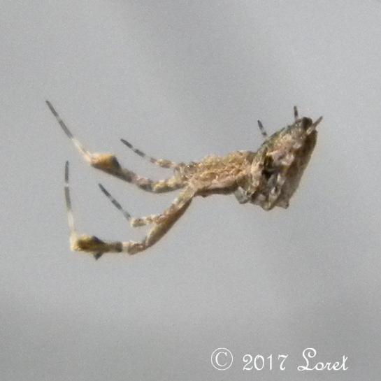 Cribellate Orb Weaver Spider (Uloborus sp.)