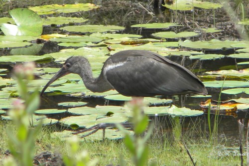From June 2010, a juvenile in my pond.