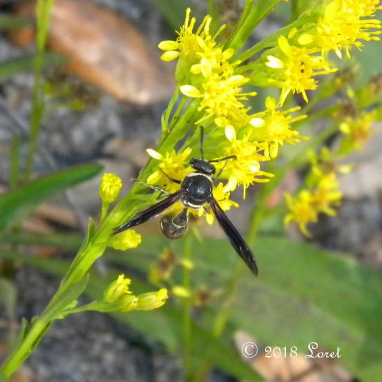 Potter Wasp (Eumenes fraternus)